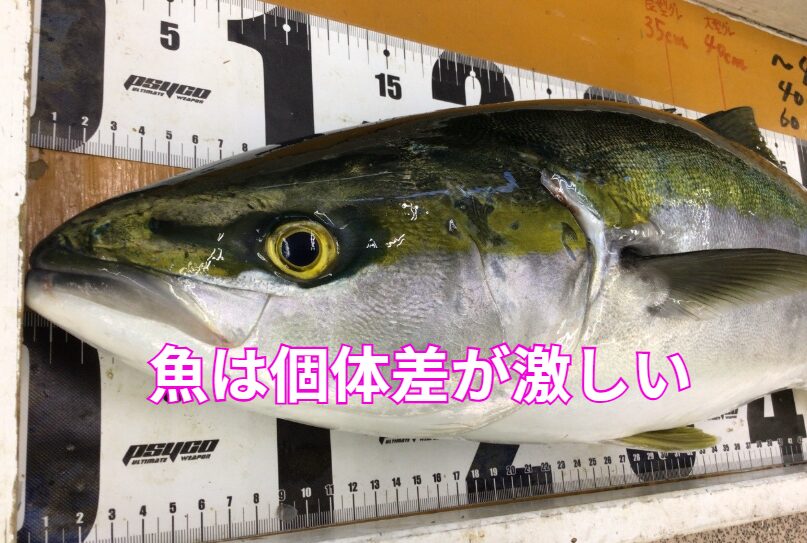 魚の個体差は、単なる“ばらつき”ではなく、性格・学習・環境・季節・遺伝といった複数の要因が複雑に絡み合った結果です。釣太郎