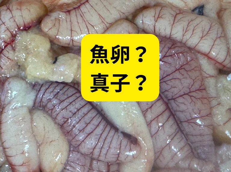魚の卵を真子と呼ぶ人は限られている。一般的ではないのか?魚卵のほうがわかりやすい?なぜ真子なのか?釣太郎