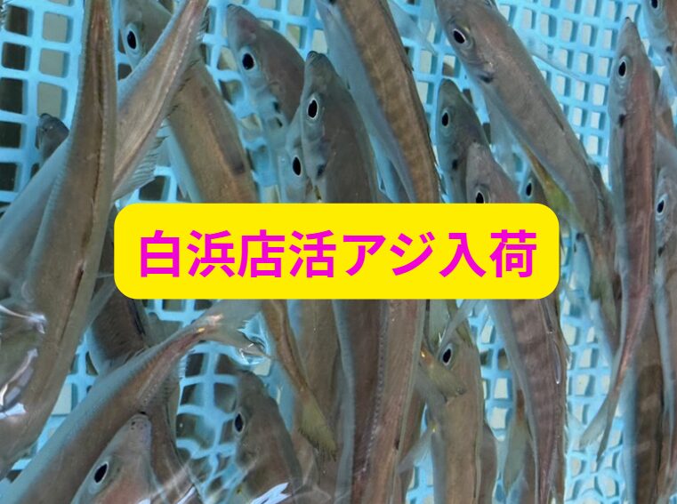 白浜店、活けアジ入荷しました。みなべ店もあります。アオリイカ釣りは最終章へ。釣太郎