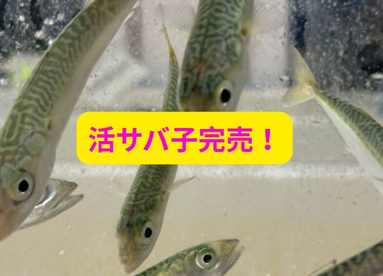 アオリイカ釣りエサの活小サバ完売。釣太郎