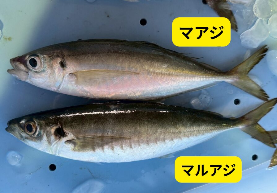 赤アジ、平アジとも呼ばれる真アジ。青アジとも呼ばれる丸アジ。違いのご説明。釣太郎