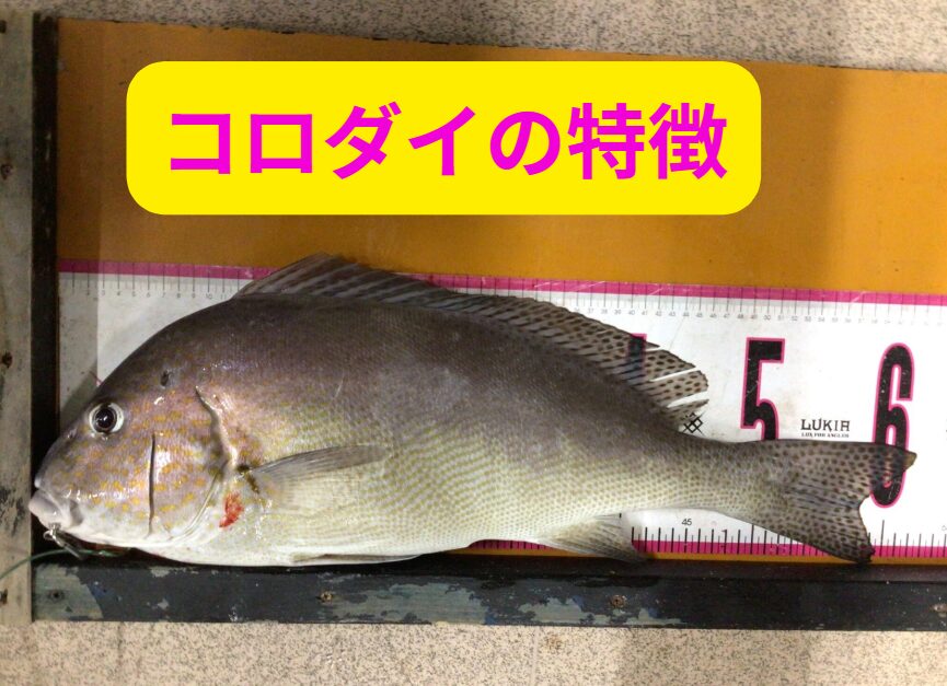 【夏の夜釣り人気ターゲット】コロダイの特徴と釣り方を徹底解説！釣太郎