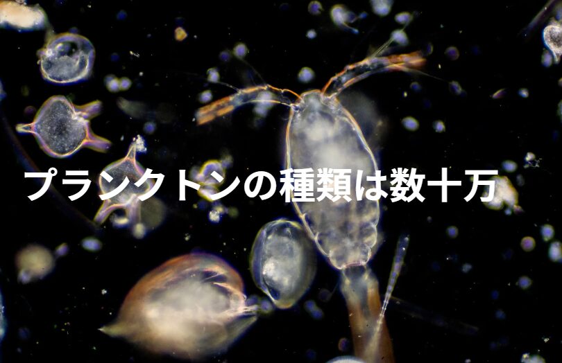 海のプランクトンは数万〜数十万種いる。大半は無害で、海の命を支えている。。釣太郎