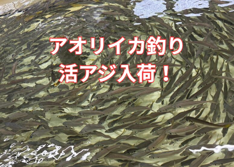 アオリイカ釣り最終章へ！活アジ入荷しています。釣太郎
