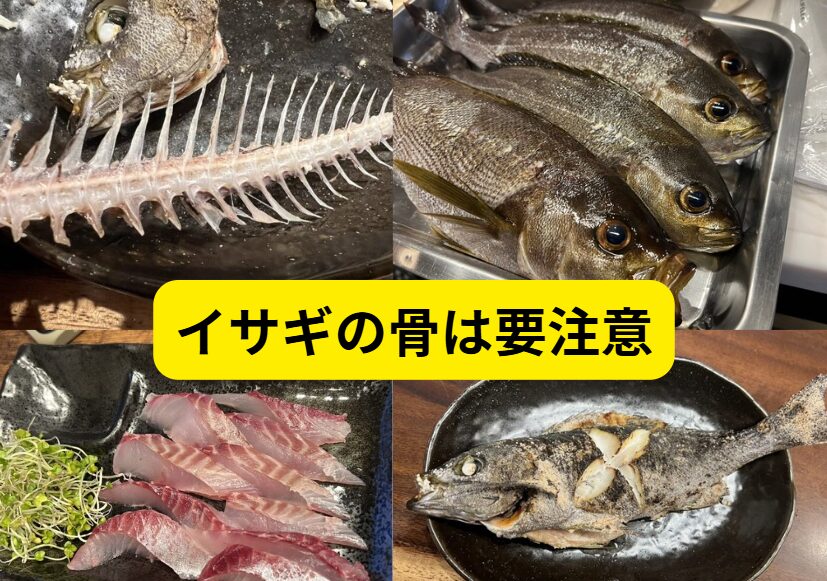 魚の骨はのどに刺さるので危険だが、特にイサギ(イサキ)は要注意、と言われる理由。釣太郎