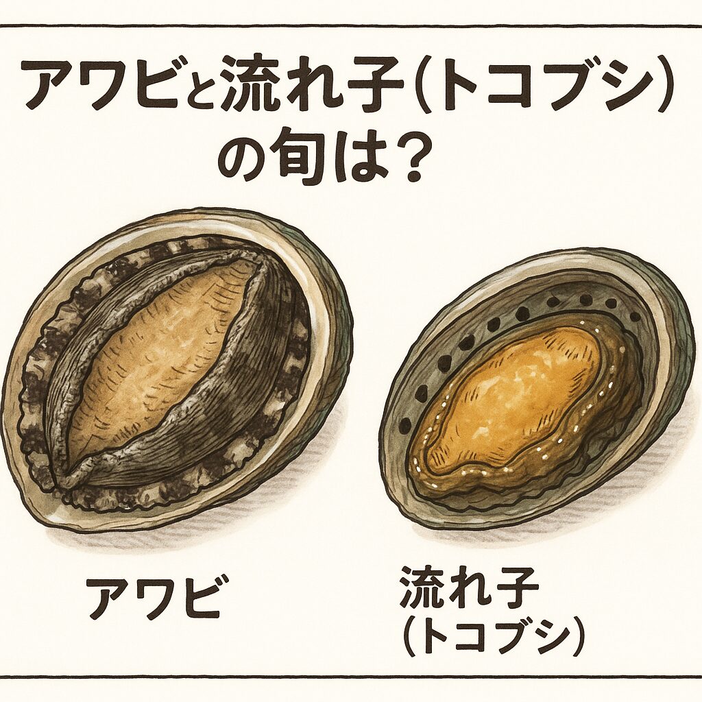 【アワビの旬】 夏（6月〜8月）～初秋（9月）。【流れ子（トコブシ）の旬】 春～初夏（4月〜6月）。釣太郎