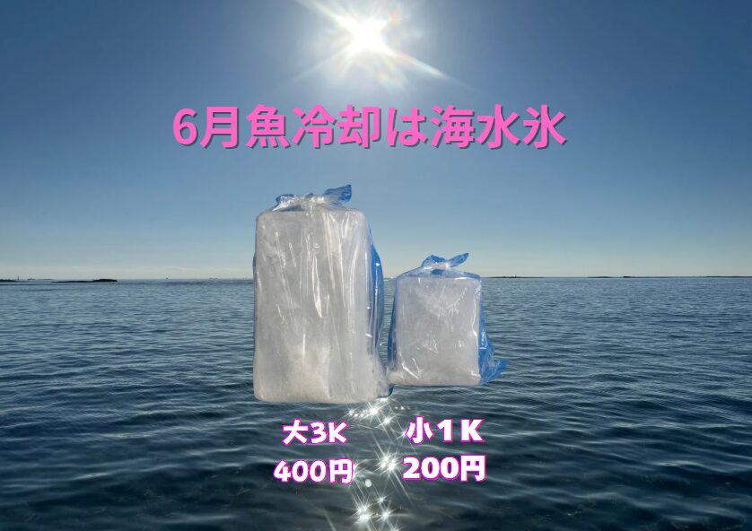 【夏釣りQ&A】氷の種類で釣果後の味にどれだけ差が出る？釣太郎