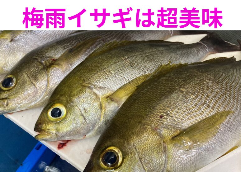 麦藁(梅雨)イサギが美味い理由|脂のノリと旬の時期とは?釣太郎