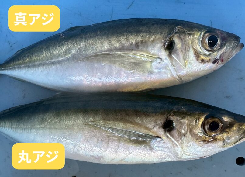 平アジ、赤アジとも呼ばれる真アジ。青アジと呼ばれている丸アジ。その違い説明。釣太郎