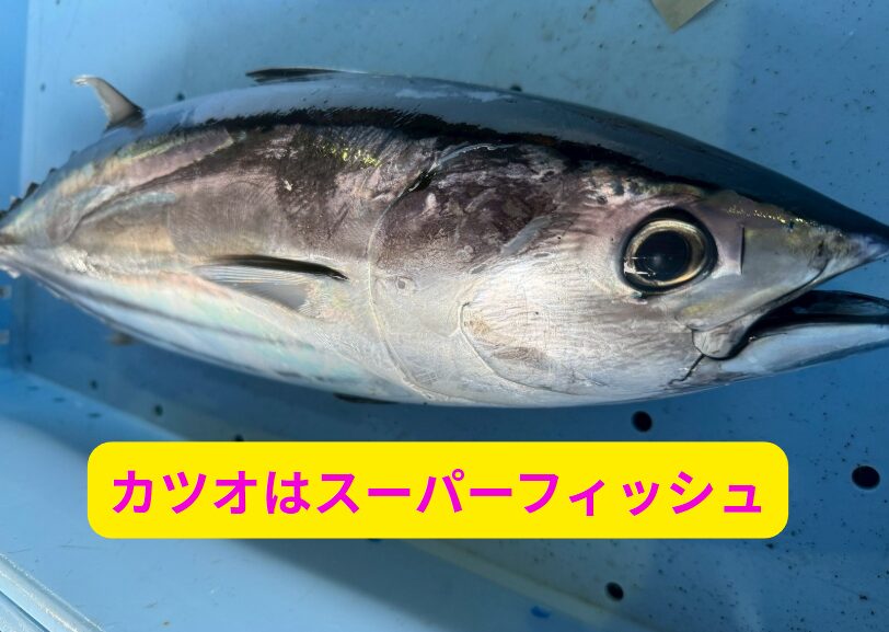 サプリメントフィッシュとも呼ばれるカツオ。栄養分は魚類最高峰。受験生、体力回復、滋養補強に最適。釣太郎