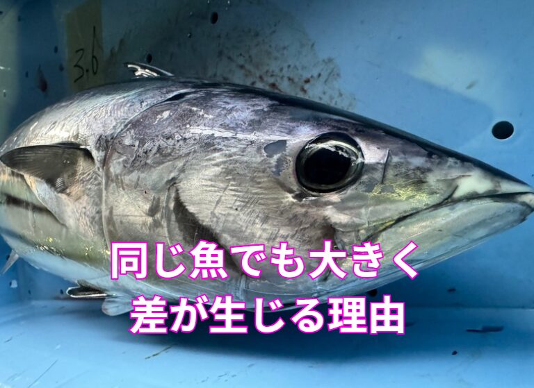 【魚の味が変わる6つの主な理由】釣太郎