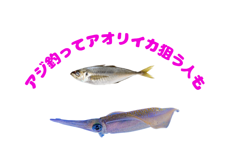 活アジがない時は、アオリイカ釣りたい。サビキでアジを釣りエサにする人も多い。釣太郎