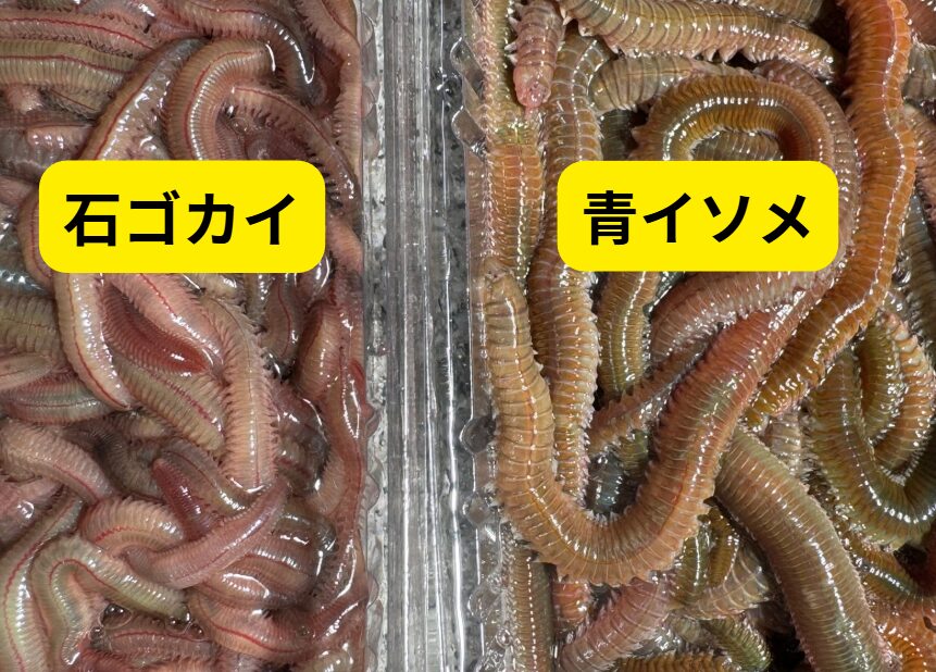 虫餌はオキアミや他のエビより食いつきが良い理由。釣太郎