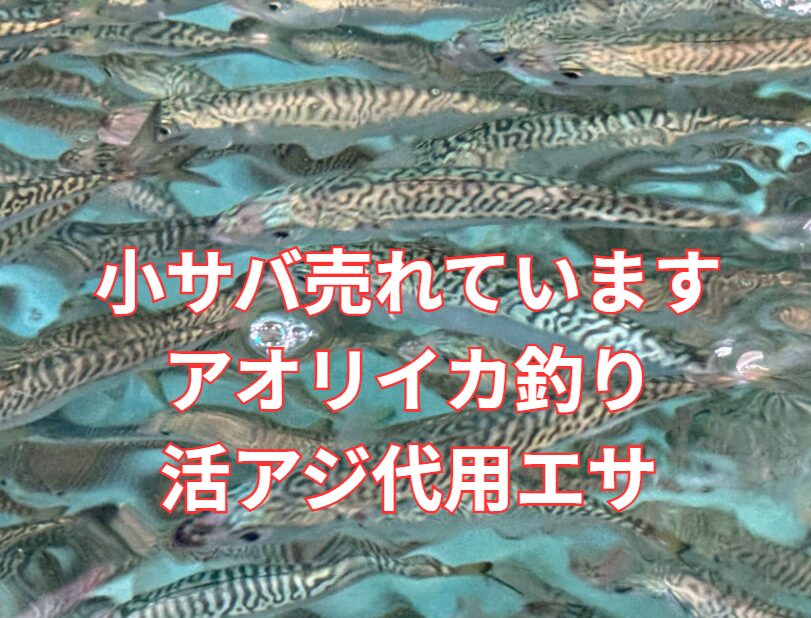 小サバ売れています。【アオリイカ釣り活アジ代用エサ】釣太郎