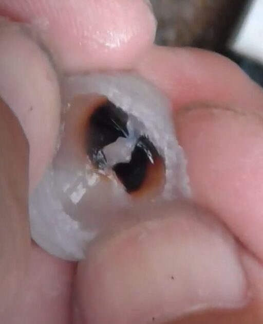 イカトンビ。アオリイカの歯は鋭く、魚の骨もかみ砕く。釣太郎