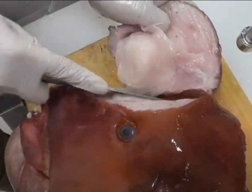 コブダイの「あのコブ」は食べられる！幻の珍味を徹底解説。釣太郎