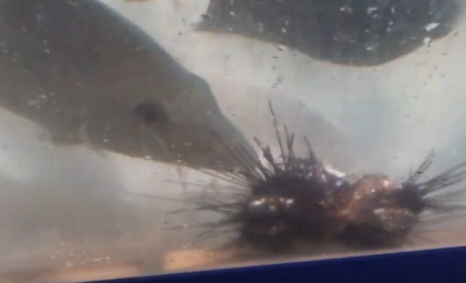 タマミ（タマン、ハマフエフキ）ガウニを食べるシーン。石鯛釣りでは外道魚扱いされることもある怪物魚。釣太郎