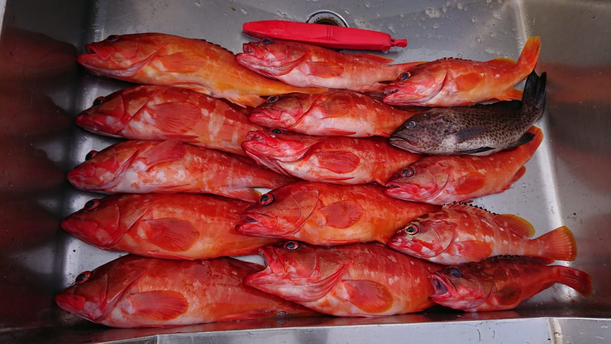 白浜町日置沖の遊漁船でアカハタがクーラー満タン釣果。釣太郎