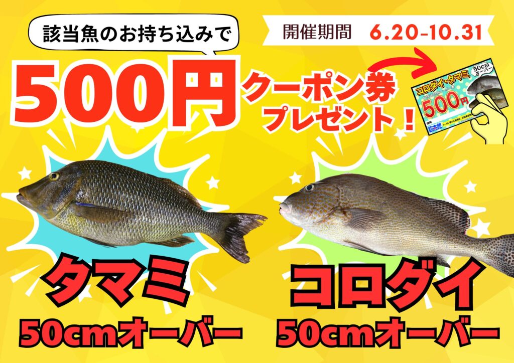 50センチコロダイ、タマミ（タマン）お持ち込みで500円クーポン差し上げます。釣太郎