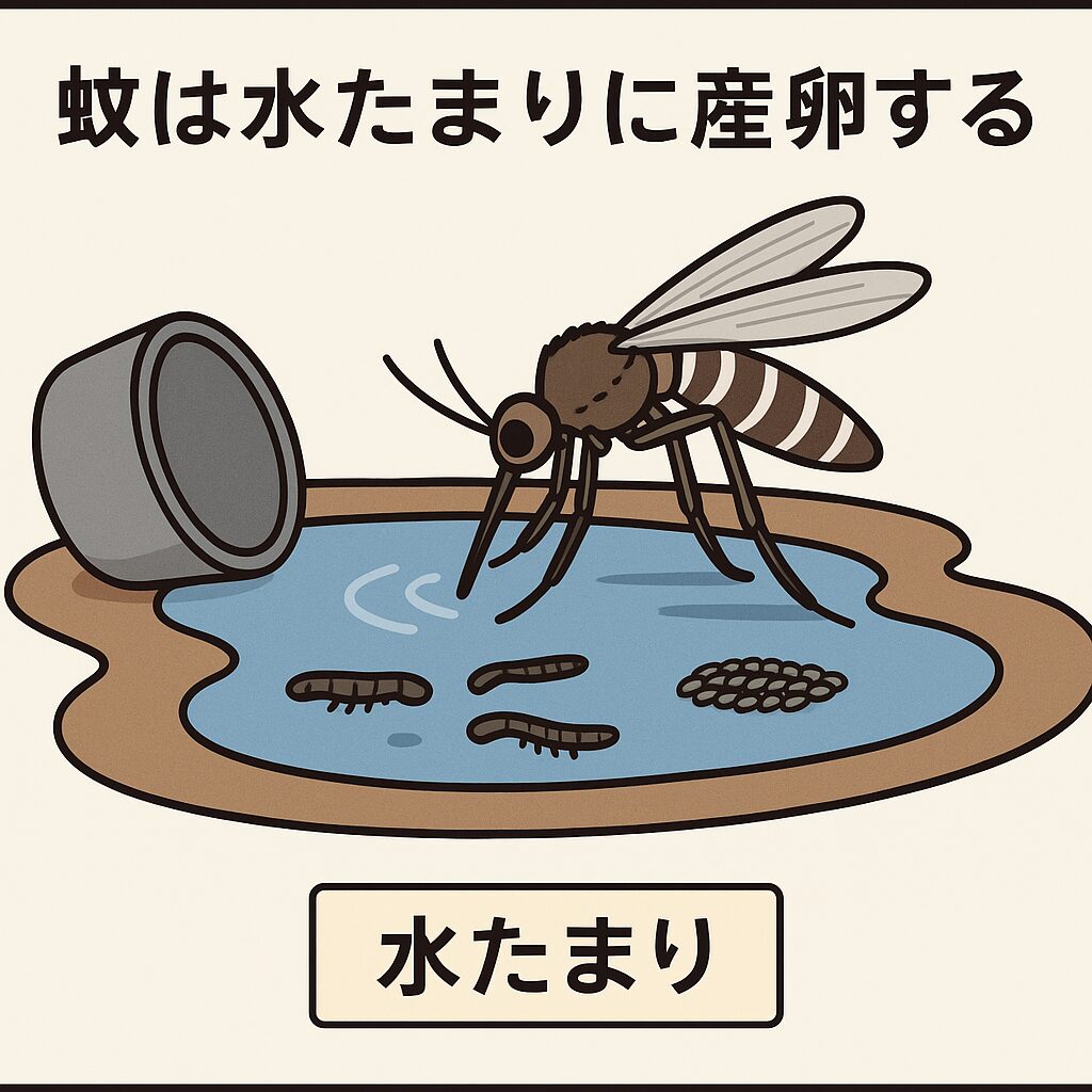 「水たまり」こそが蚊の発生源です。釣太郎