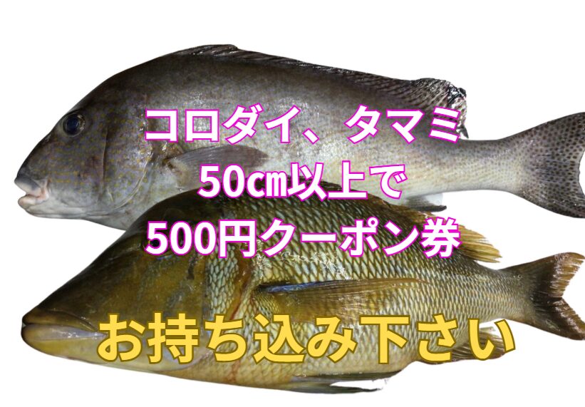 【コロダイ・タマミ釣れたらお得!】50cm以上の持ち込みで500円クーポン進呈キャンペーン実施中!釣太郎