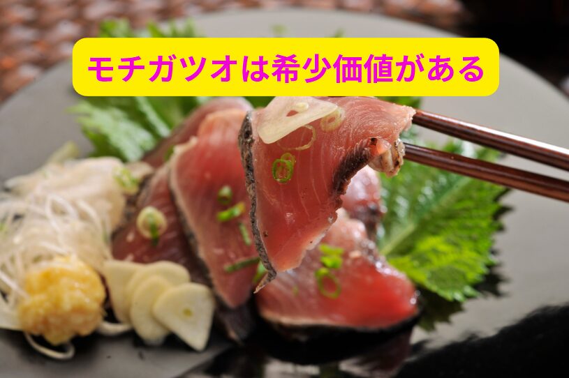 モチガツオは、通常のカツオとは異なり、もちもちとした食感が特徴の特別なカツオです。釣太郎