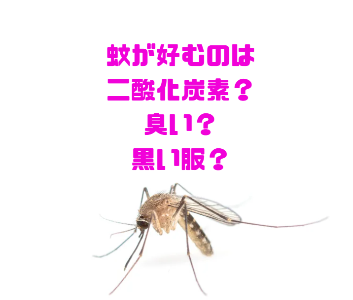 刺される原因の主役は「二酸化炭素」
・蚊はまずCO₂で人間の存在を感知
・体臭・汗がターゲットを絞り込み
・黒い服は最後の仕上げで刺されやすくなる。釣太郎