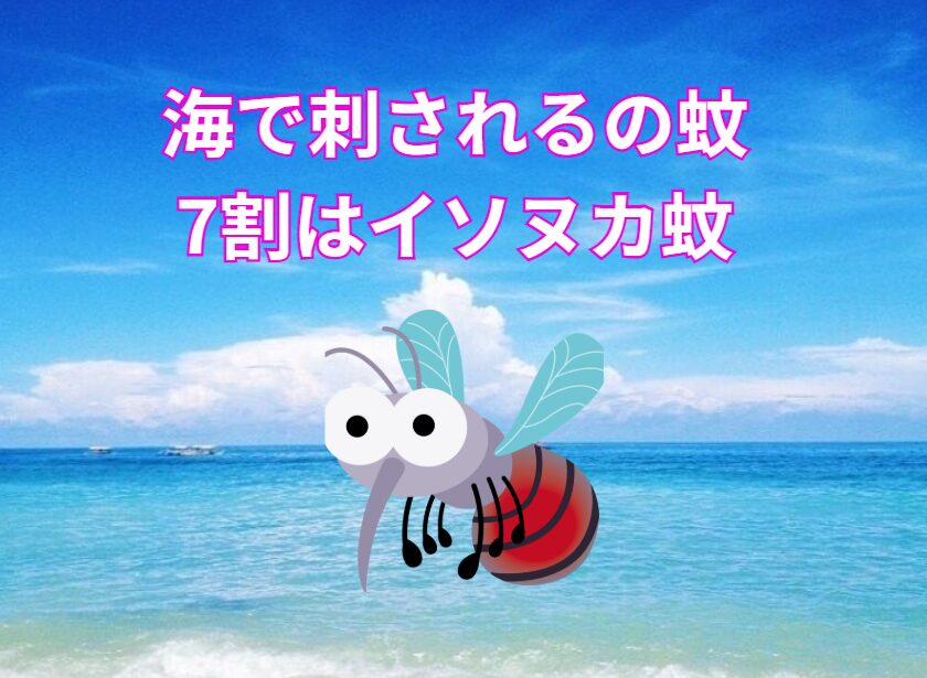 海で刺される7割はイソヌカカ。漢字で書くと磯糠蚊。ヌカのように小さいが痒みが強くしかも数日続く。釣太郎