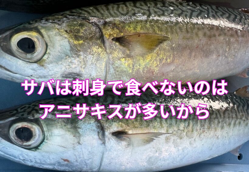 サバ、刺身で食べないのは寄生虫アニサキスが多いから。釣太郎