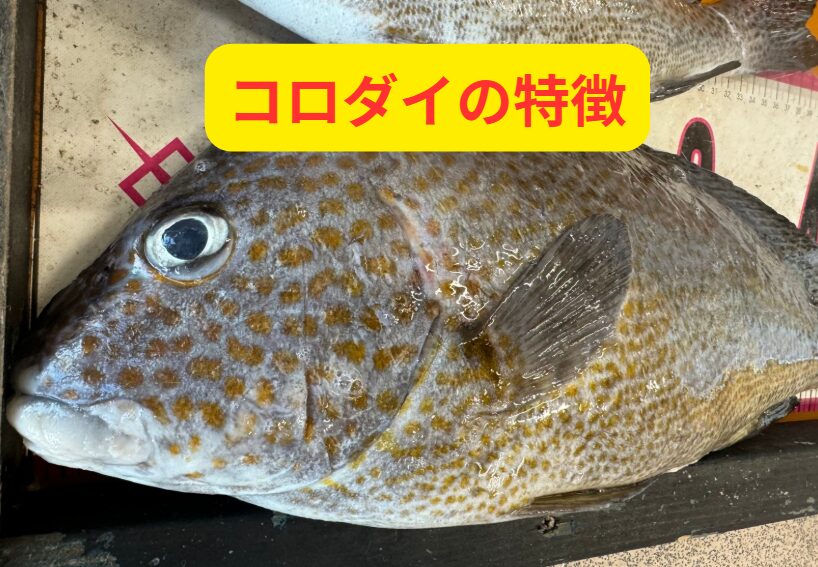 コロダイの特徴説明。夏は夜釣りで７０センチを目指そう。釣太郎