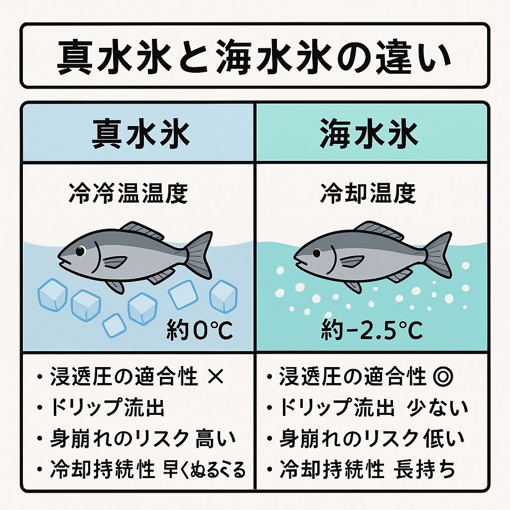 夏の釣り魚を美味しく保つ秘訣は「海水氷」。真水氷は一見手軽ですが、魚にとってはダメージを与えかねない冷却方法。一方、海水氷は魚の生理的特性に合った冷却で、ドリップ流出や身崩れを防ぎます。釣太郎