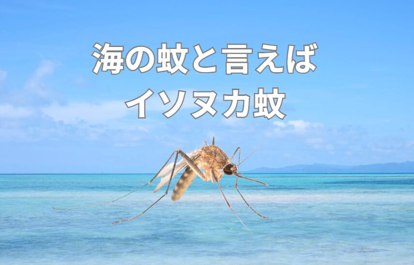 海の蚊と言えばイソヌカカ、別名潮だまり蚊。小さくて痒みが長続きするのが特徴。釣太郎