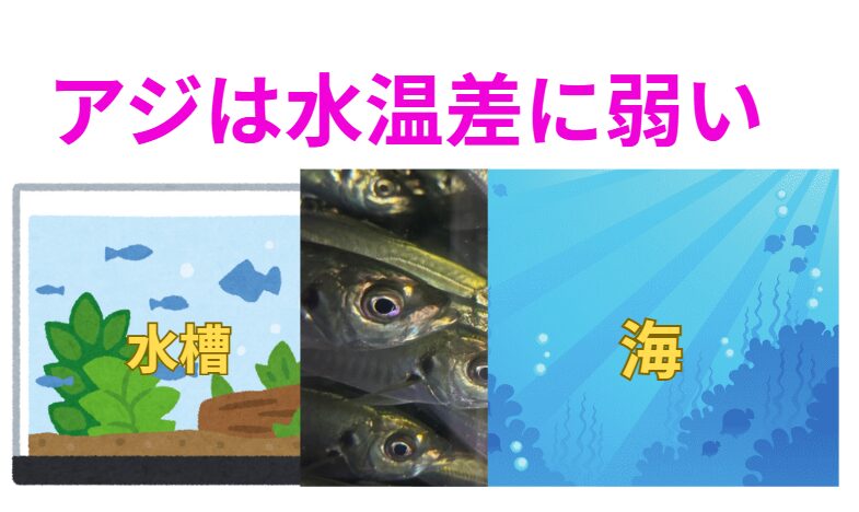 釣果は水温1度で決まる？！アジと水温の意外な関係。アオリイカ釣り入門。釣太郎