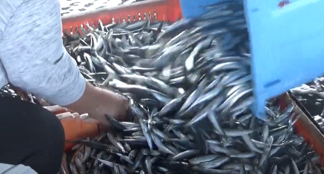 ウルメイワシの特徴と魅力｜最上級の“めざし”だけじゃない意外な魅力。釣太郎