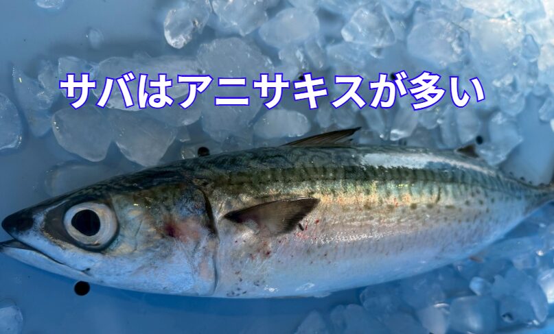 サバは寄生虫アニサキス・ランキング1位。釣太郎