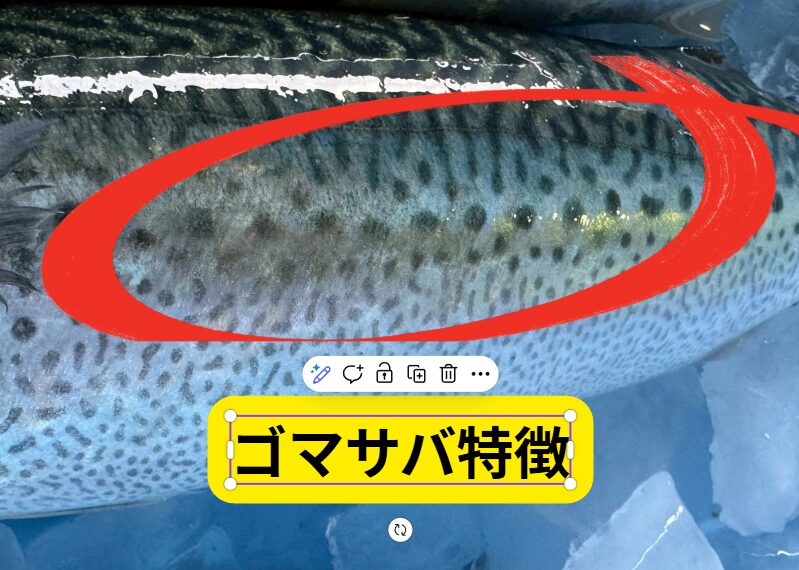 【見分けられる？】ゴマサバとマサバの決定的な違いと特徴を徹底解説！釣太郎