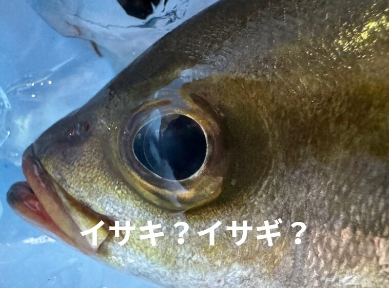 イサギは、全国的には「イサキ」が圧倒的多数。釣太郎