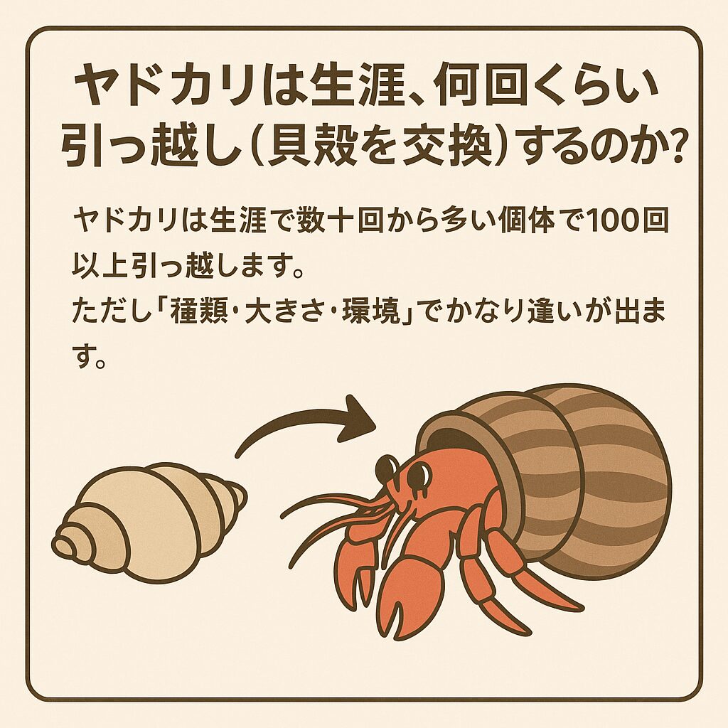 ヤドカリは生涯で数十回から多い個体で100回以上引っ越します。釣太郎