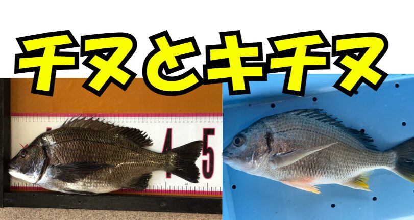 黒鯛（チヌ）とキビレチヌ（キチヌ）の違いとは？ 見分け方・生態・釣り方を徹底解説【釣り人必見】釣太郎