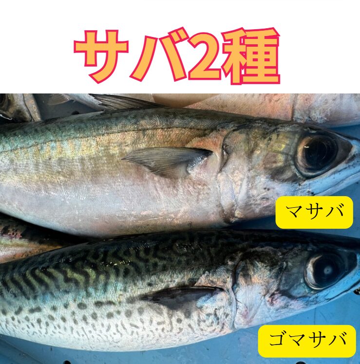 太平洋側のマサバに寄生しているアニサキスは、その80%以上がアニサキスが寄生している。釣太郎