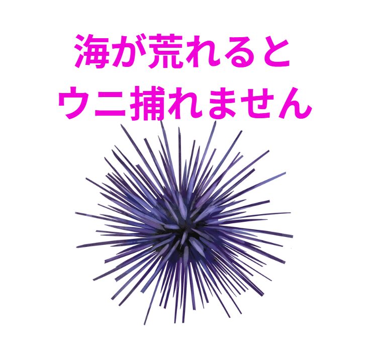 海が荒れると濁る為、ウニは捕れません。釣太郎