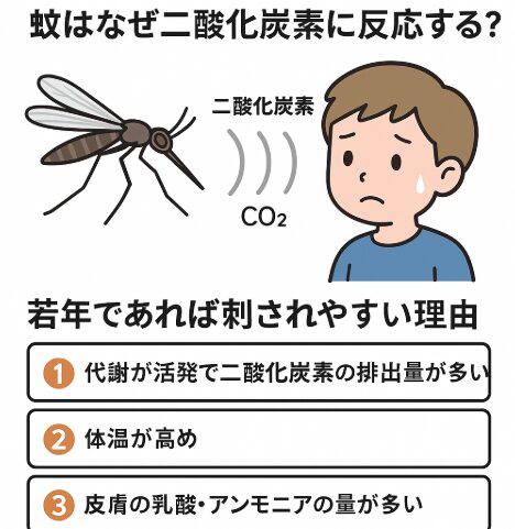 二酸化炭素は「人の居場所」を教える信号。これが若年者が刺されやすい理由。釣太郎