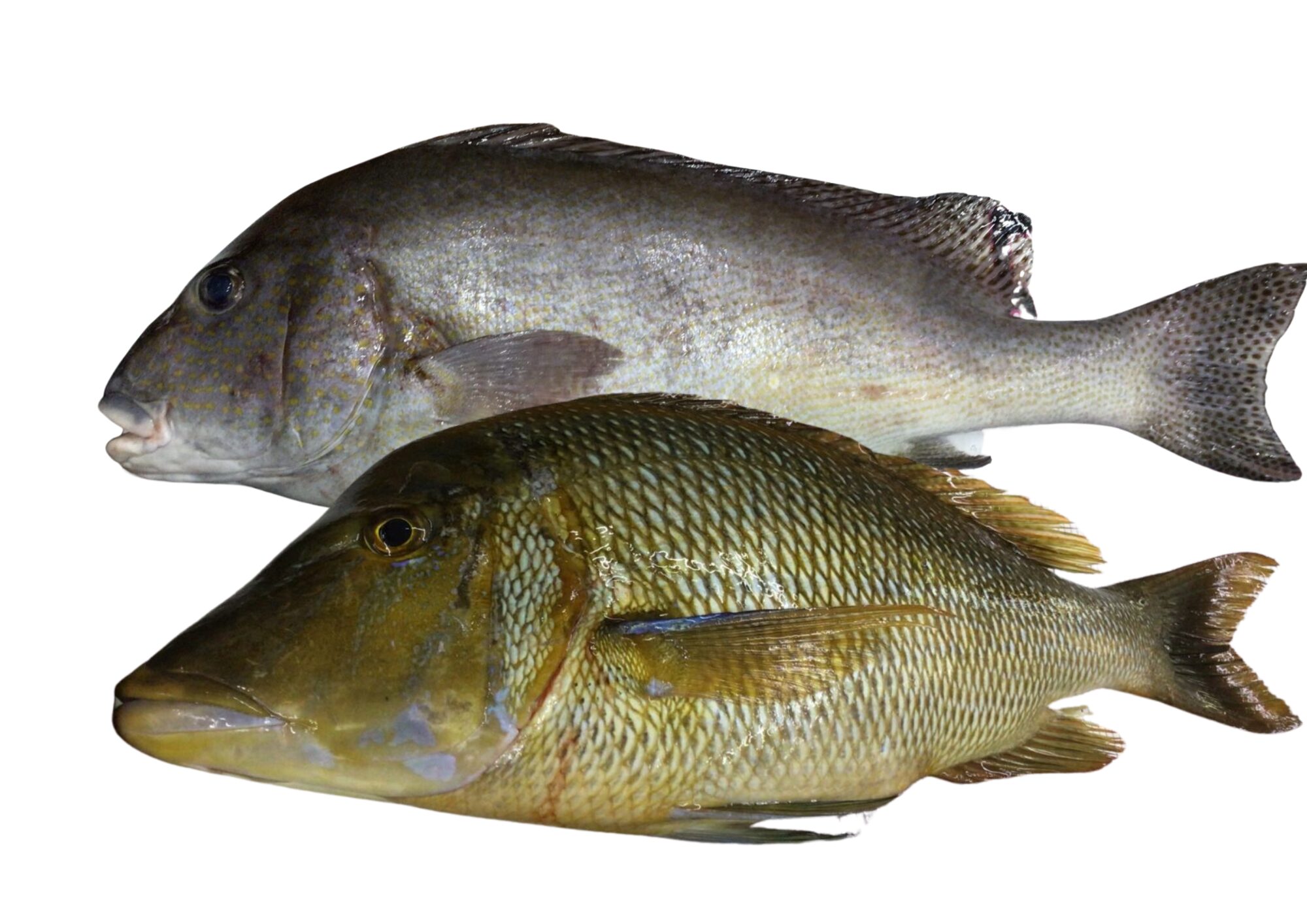 【夏の夜釣り】和歌山みなべ町で70cm級のコロダイ&タマンを堤防から狙おう。釣太郎