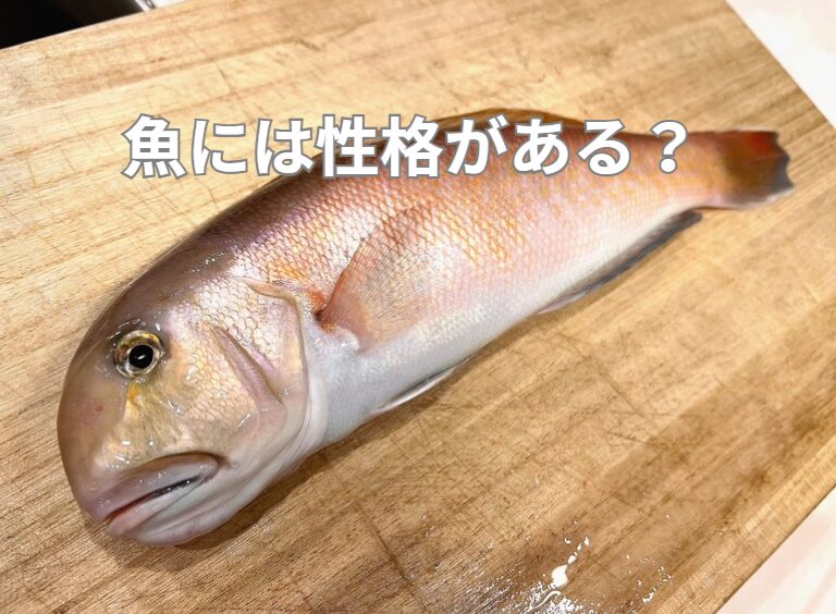 【釣り×科学】魚にも“性格”がある？「Martin仮説」が示す釣果の真実。釣太郎