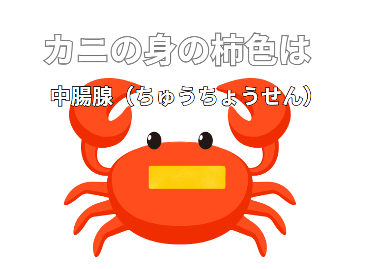 カニを湯がいたときに現れる柿色の部分「中腸腺」は、食べても全く問題ない、むしろ旨味が凝縮された美味しい部位。釣太郎