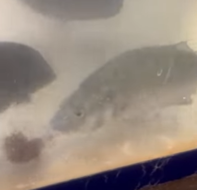 シブダイ（笛鯛）や黒鯛（チヌ）もウニを食べます。釣太郎