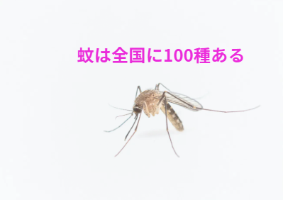日本国内にいる蚊の総数は約100種類。釣太郎