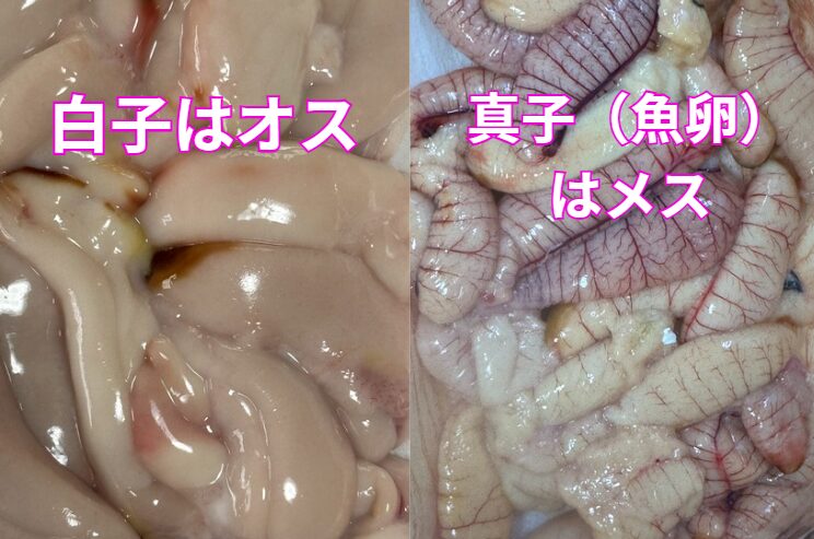 白子＝オス、真子＝メス。知ることで魚料理がもっと楽しくなる！ ・白子はオスの精巣。真子はメスの卵巣。釣太郎