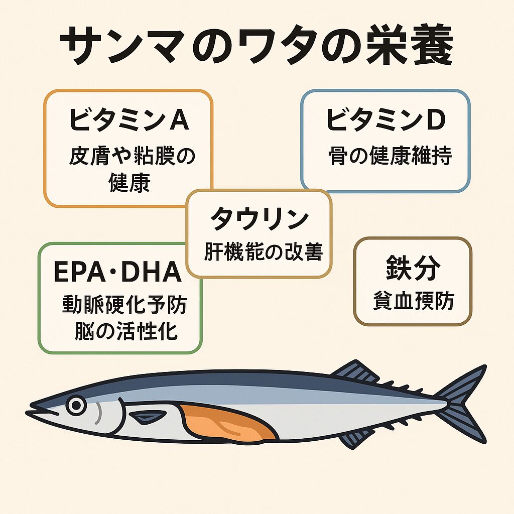 サンマのワタ（内臓）は、単なる苦い部分ではなく、さまざまな機能性成分を含んだ栄養源です。釣太郎