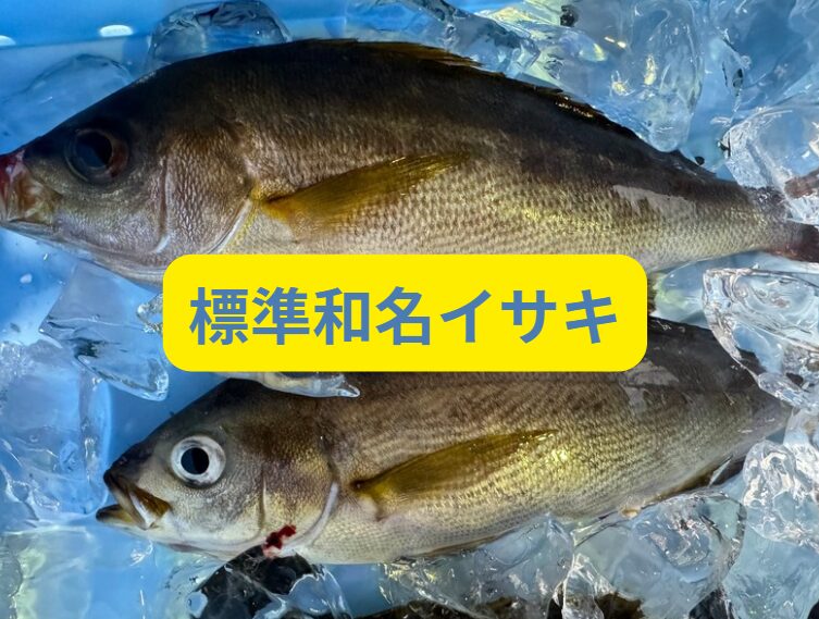 イサギ？イサキ？どっちが正解？今が旬の人気魚を徹底解説！釣太郎